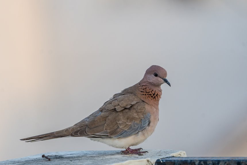 emily longoria family background biography